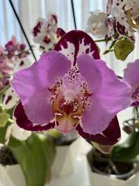 Продам орхідею метелик блек піано