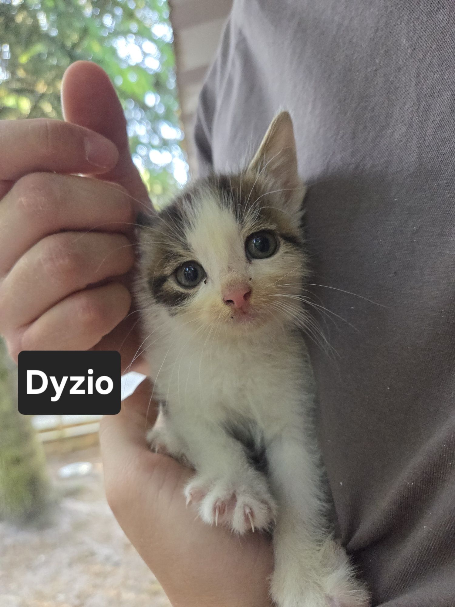 Oddam kotki w dobre ręce