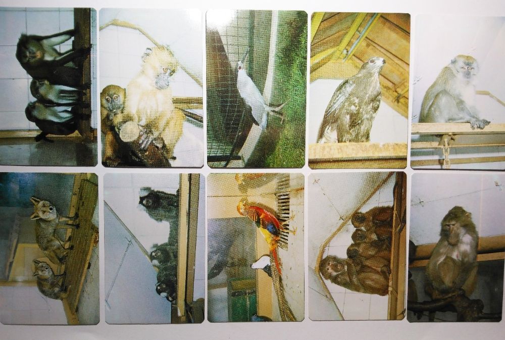 Calendários de Bolso - vários temas - Alf, Porto, Animais