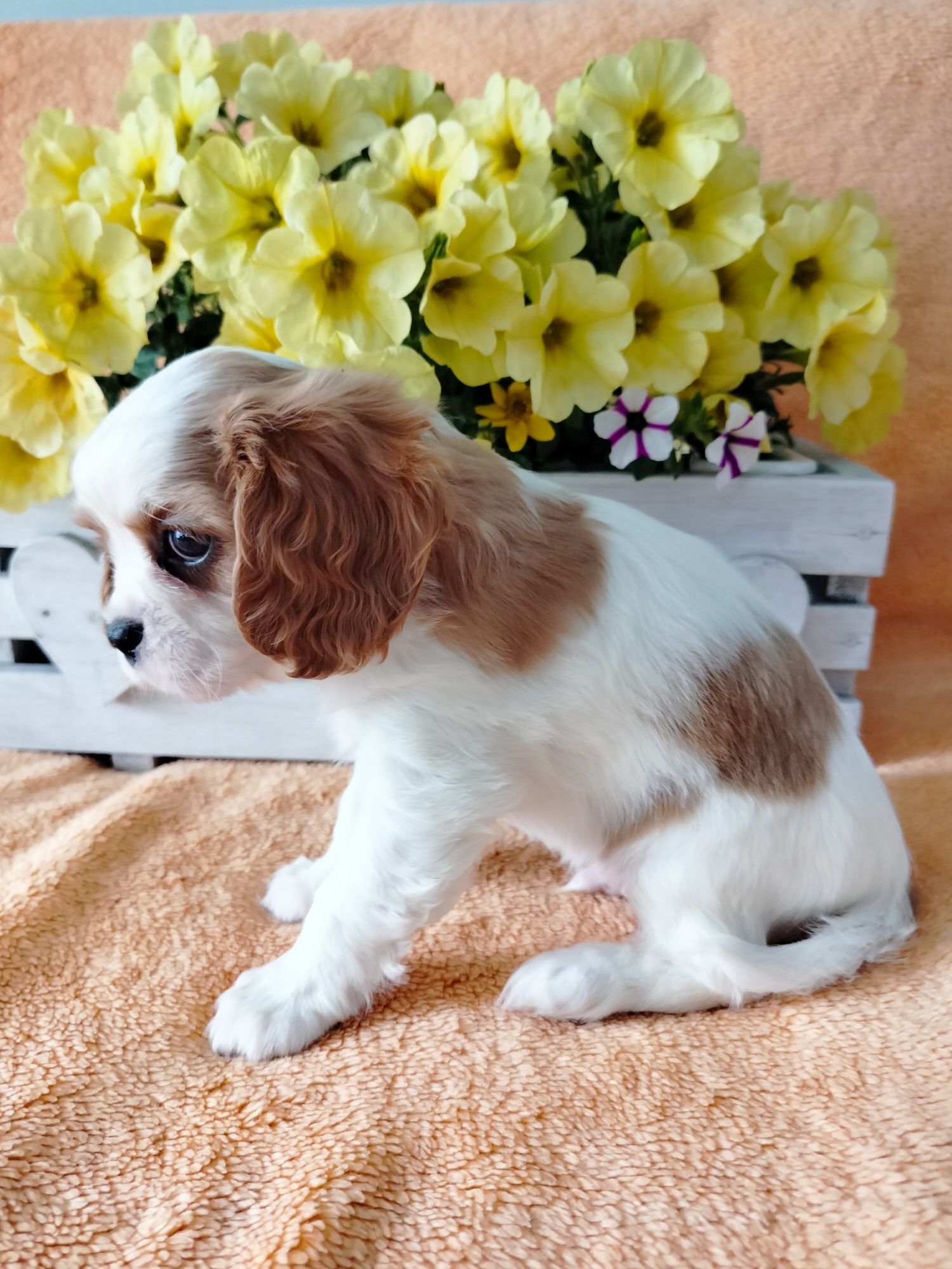 Cavalier King Charles Spaniel -  przepiękny piesek Eddie