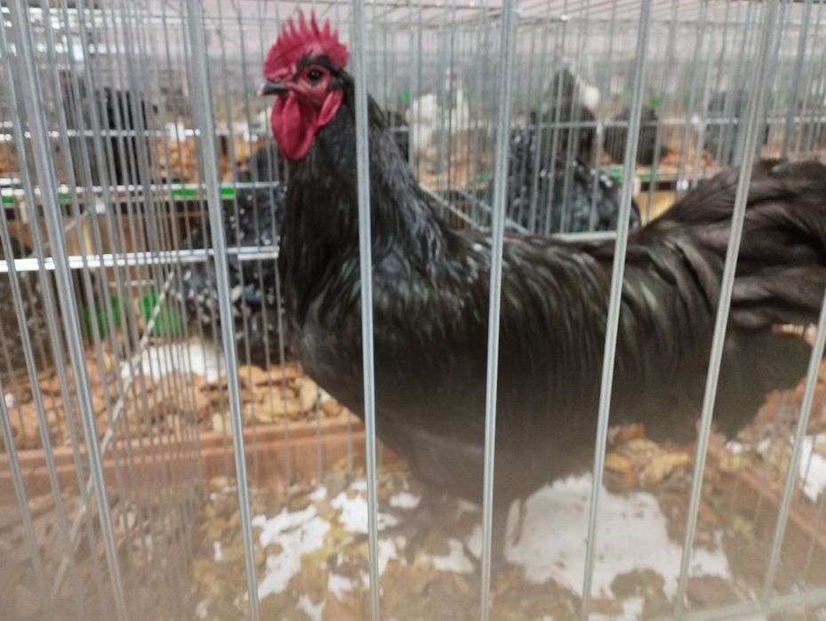 Kury i koguty rasowe Australorp, barnevelder