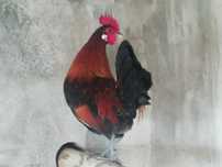 (Galo Bankiva Vermelho), sub-espécie Gallus Gallus Gallus