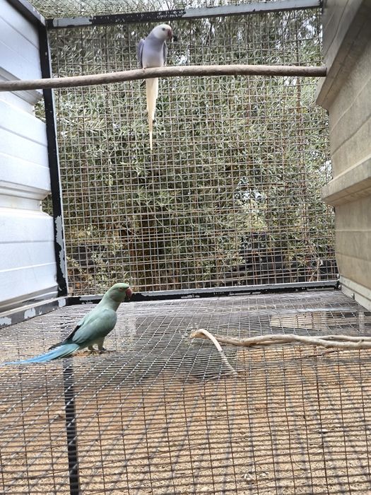 Casal Ringnecks reprodutor