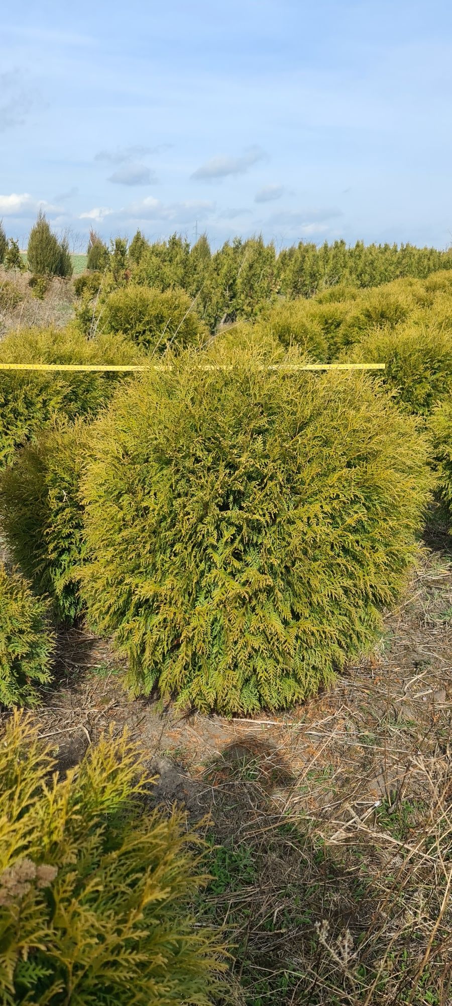 Promocja Thuja Kulista  Woodwardii 
Producent