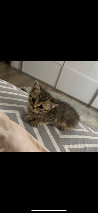 Породисті прямовухі котята