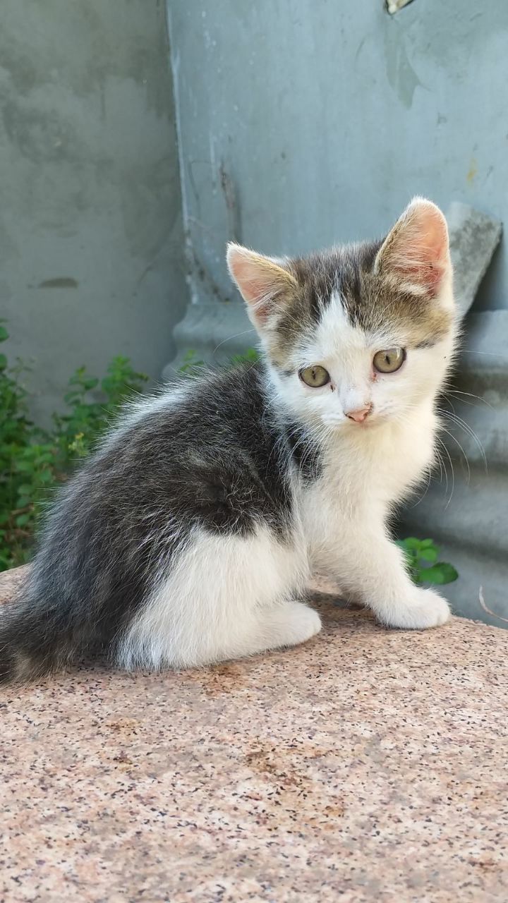 Кошенята шукають дім