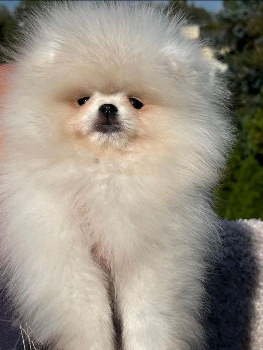 Szpic miniaturowy Pomeranian FCI zkwp suczka