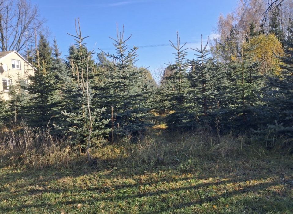 Świerk srebrny na sprzedarz