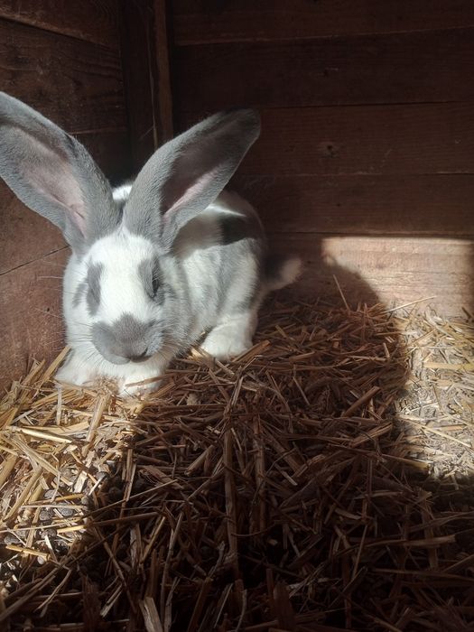 Króliki do dalszego chowu