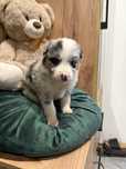 Suczka Border Collie Blue merle
