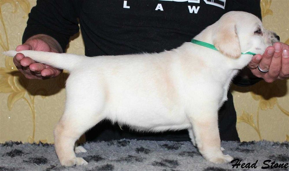 Лабрадор ретривер Щенки питомника