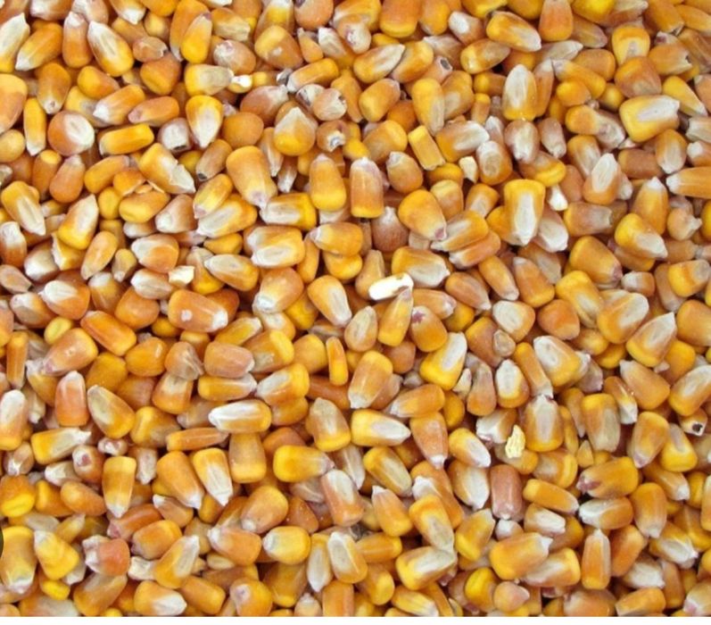 Кукурудза з доставкою