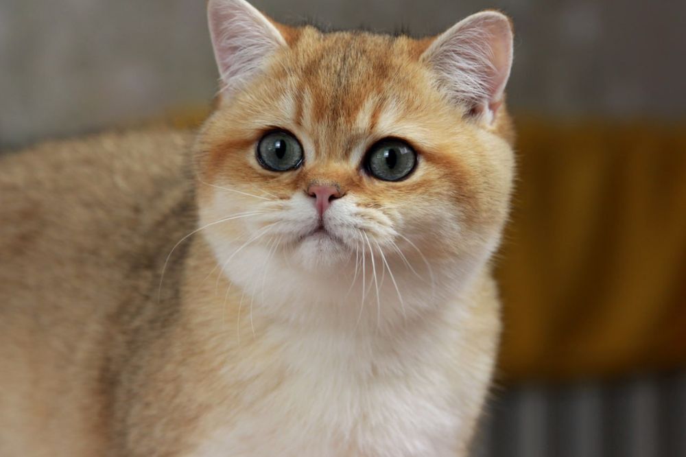 Золотой британский кот