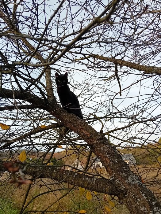 Kotki szukają kochających ludzi