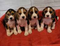 Beagle Szczeniak Tricolor