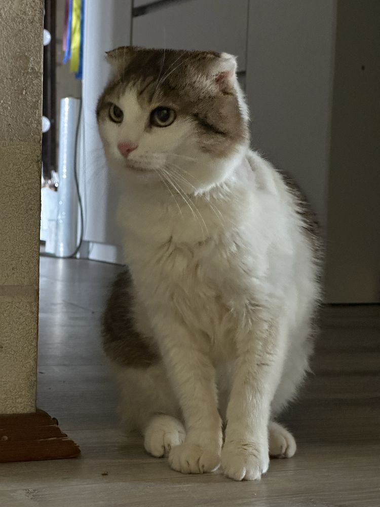 Котик Грицюша шукає дім