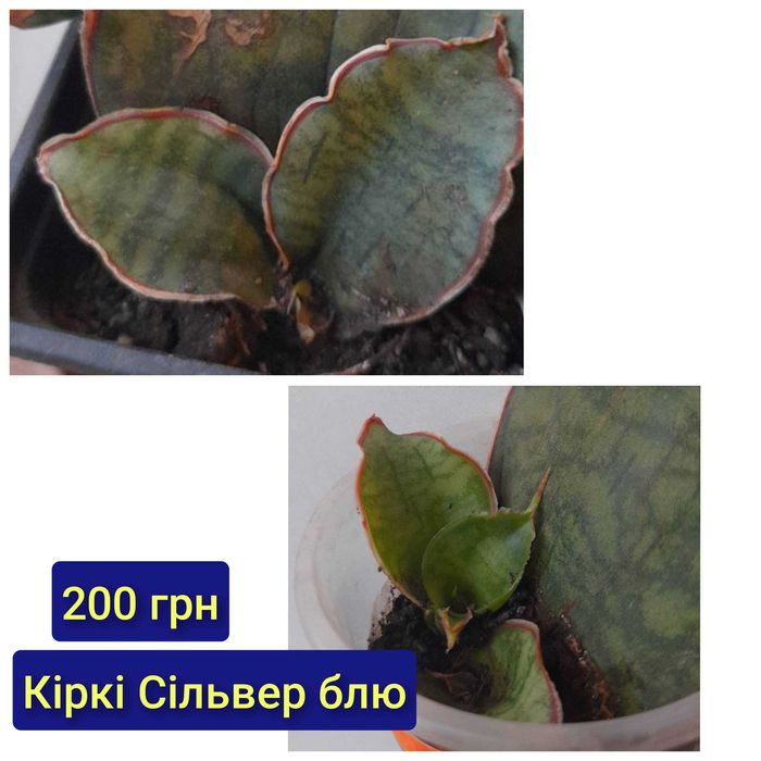 Сансевієрії (Муншайн, кіркі та інші)