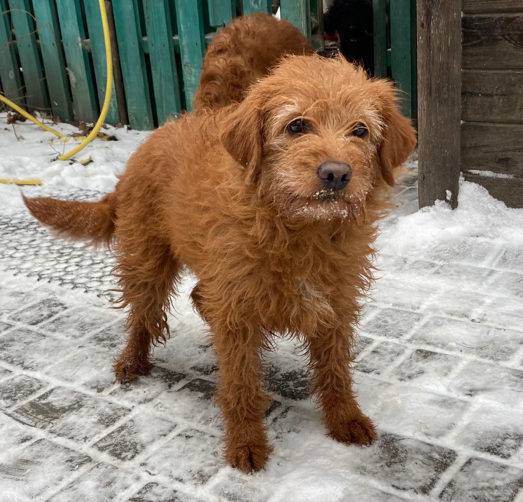 красавица Labradoodle F1 Киев