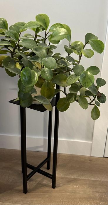 Kwietnik stalowy, Loft.