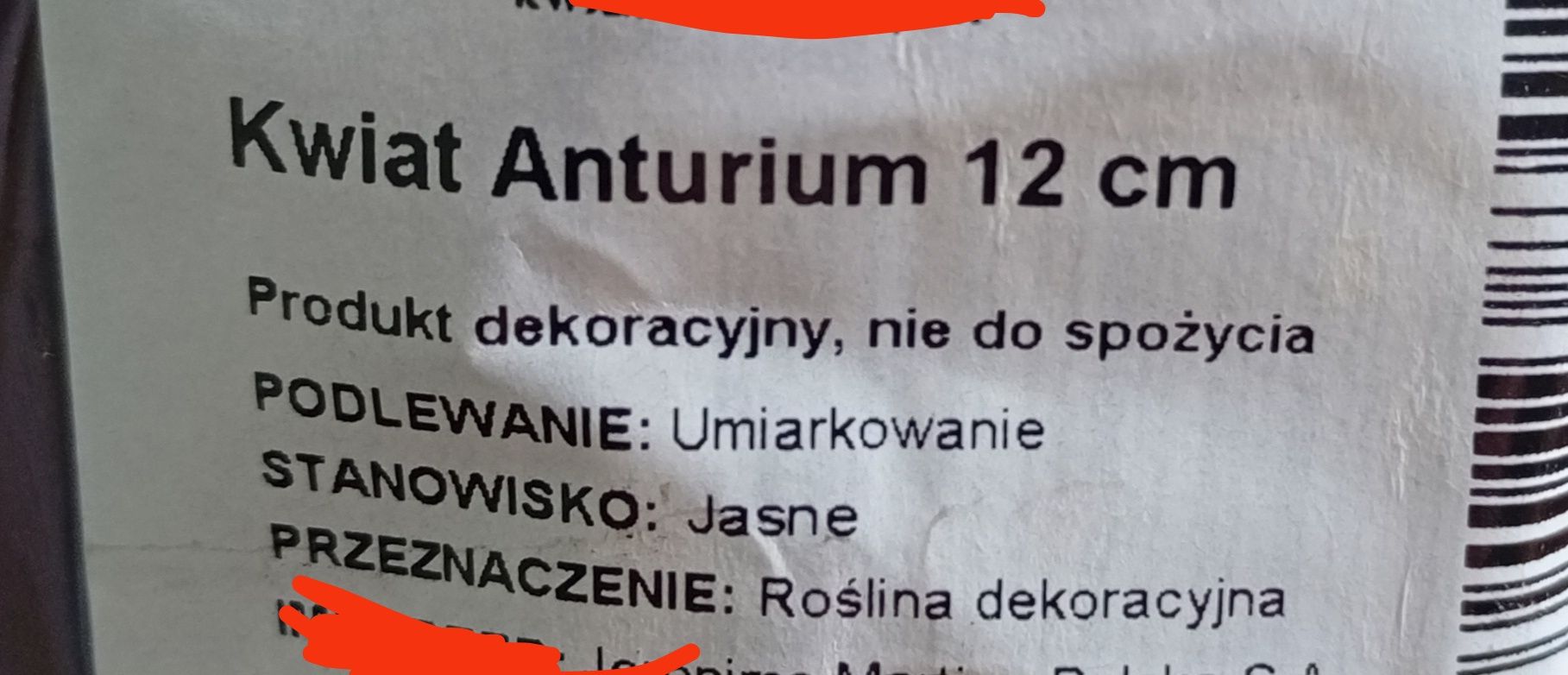 Anturium kwiaty domowe nowe