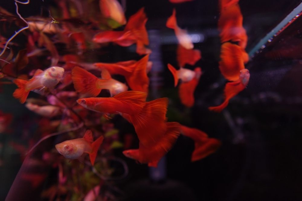 Para Gupik full red albino od Neon Zoo