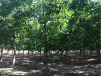 Estremoz Évora herdade 9ha projeto aprovado hotel Rural e nogueiral...