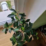 Drzewko ksztaltowane bonsai beniaminek