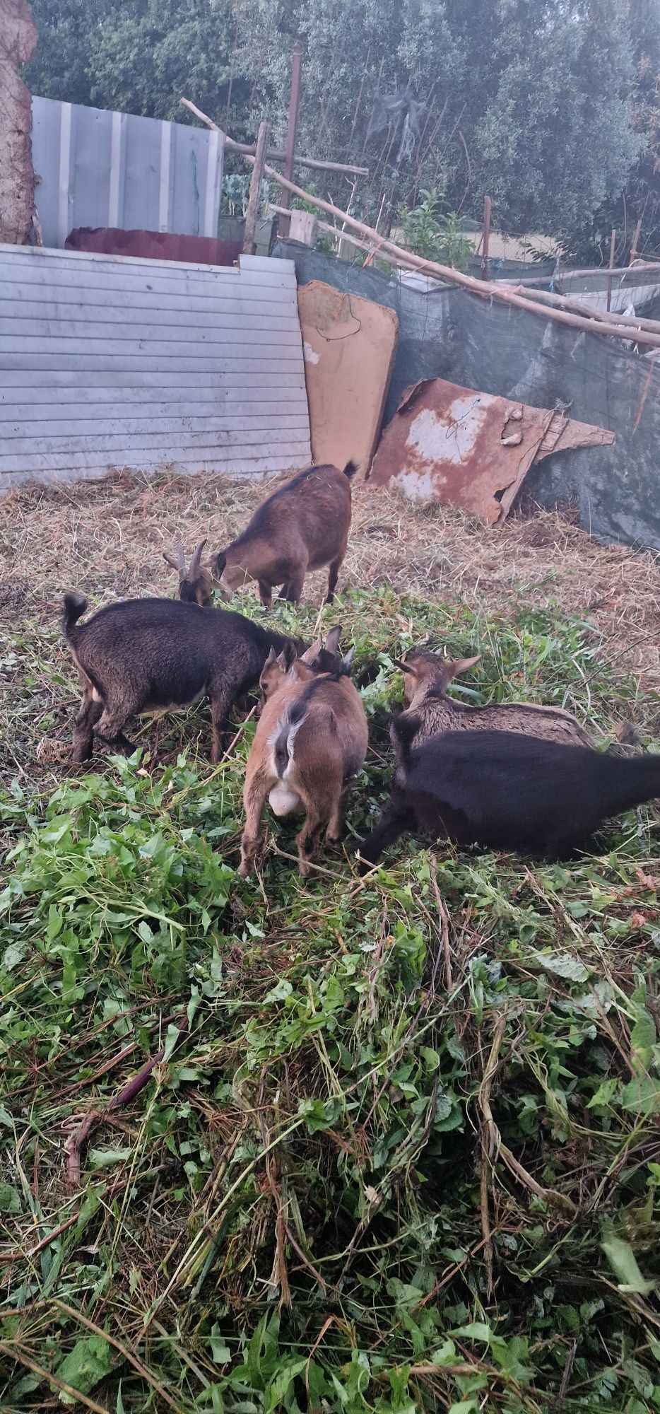Vende-se cabritas e cabritos  anãs
