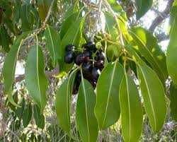 Jambolão - Fruto tropical