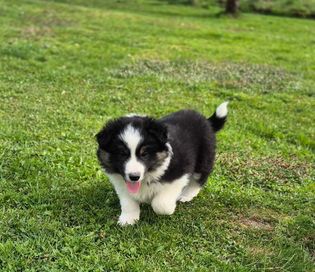 Szczeniak piesek border collie black tricolor ZKWP FCI po Championie