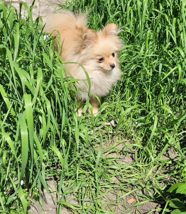 Подрощенная Девочка Шпиц