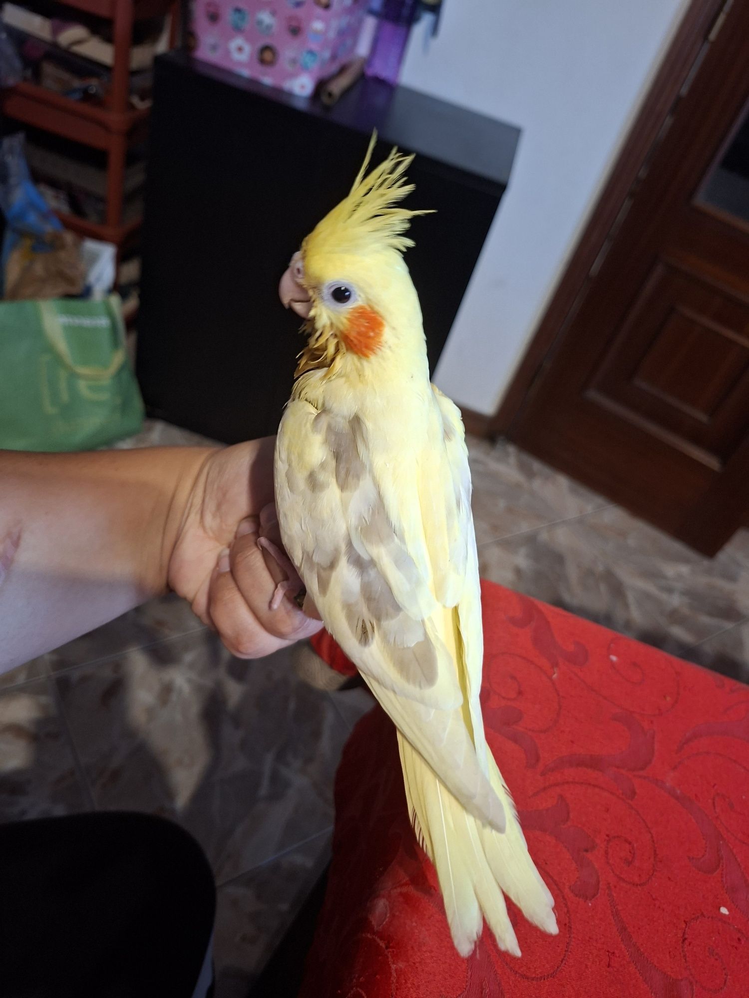 Caturras domesticadas