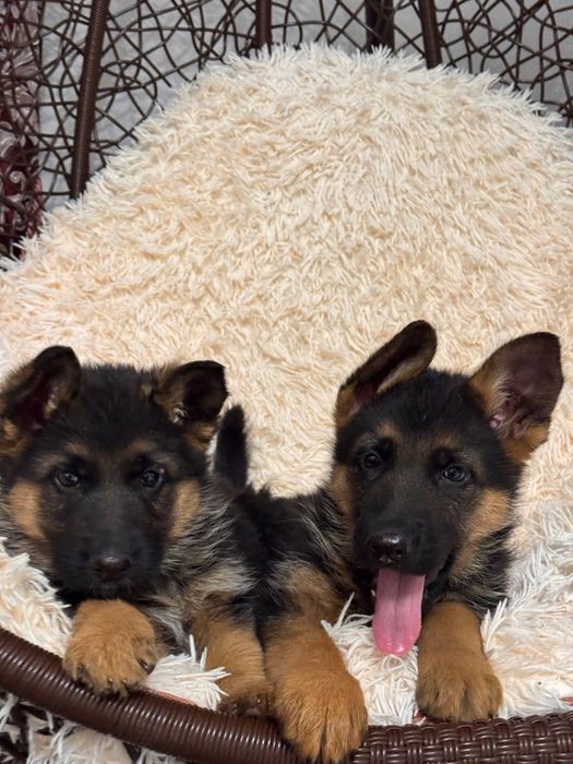 Цуценята німецької вівчарки (хлопчики)