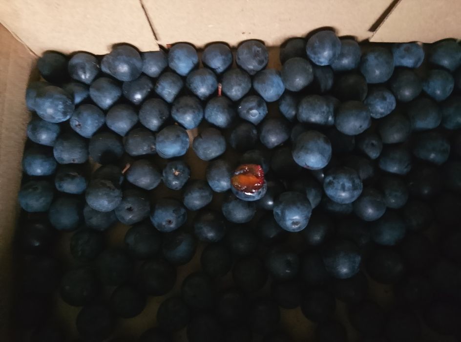 6 kg. Owoców śliwy tarniny