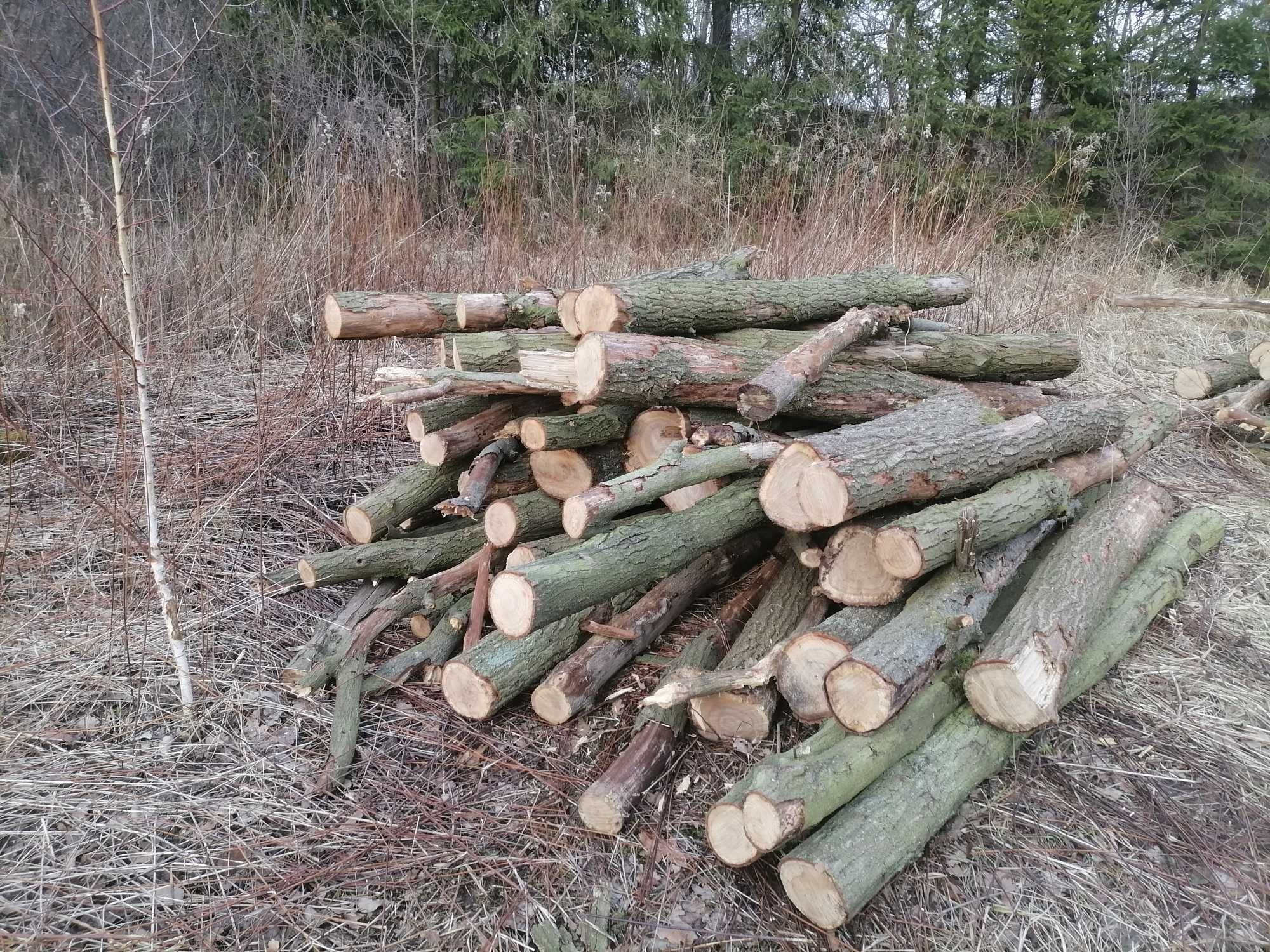 drzewo dębowe  sezonowane grube cena 160zł za metr3 posiadam 16m