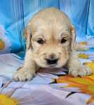Golden Retriever menino
