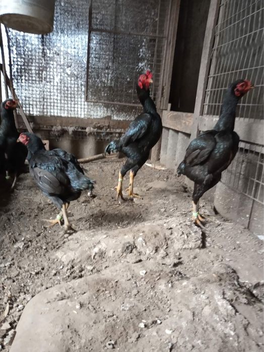 Кури бійцівських порід