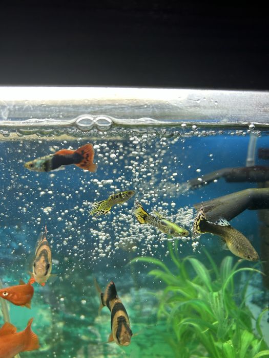 Меченосцы и гуппи