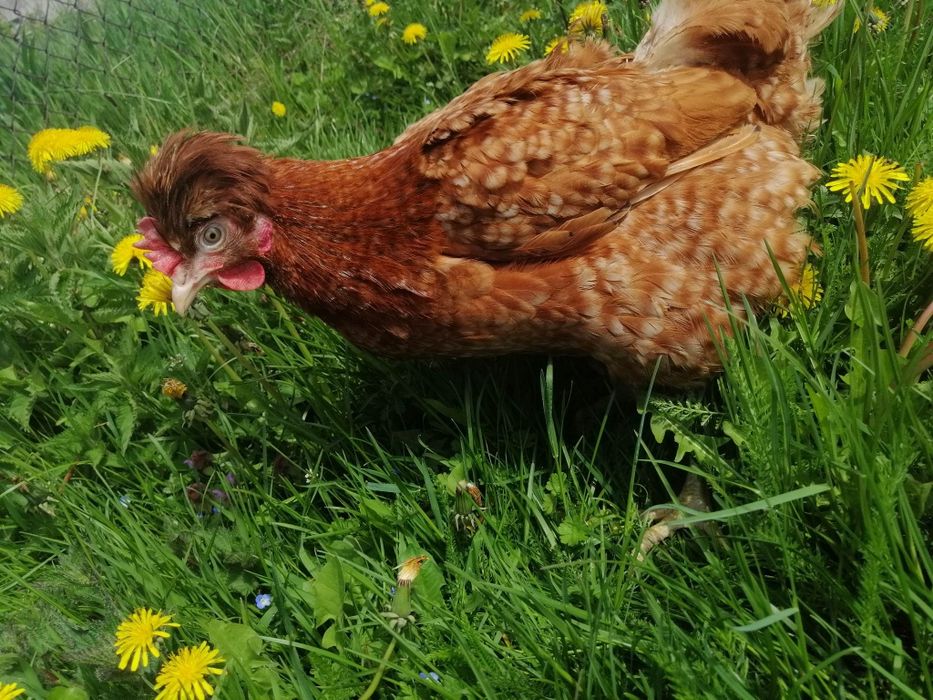 Jajka wiejskie od młodych kurek