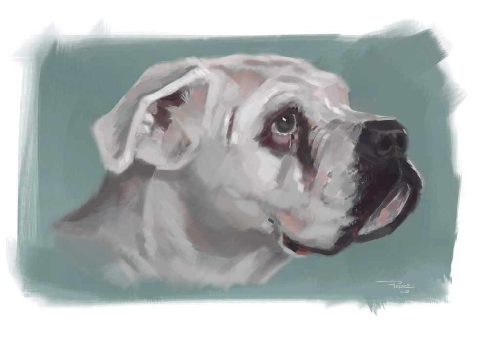 Retratos de animais a carvão (P&B), a pastel (cores) ou digital