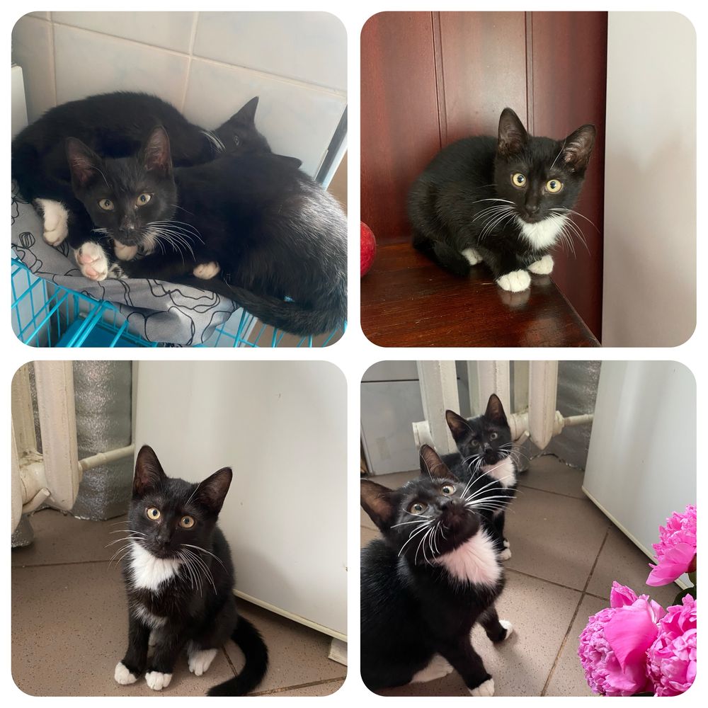Кошеня, котеня, котик, котики, киця, кіт, котенок