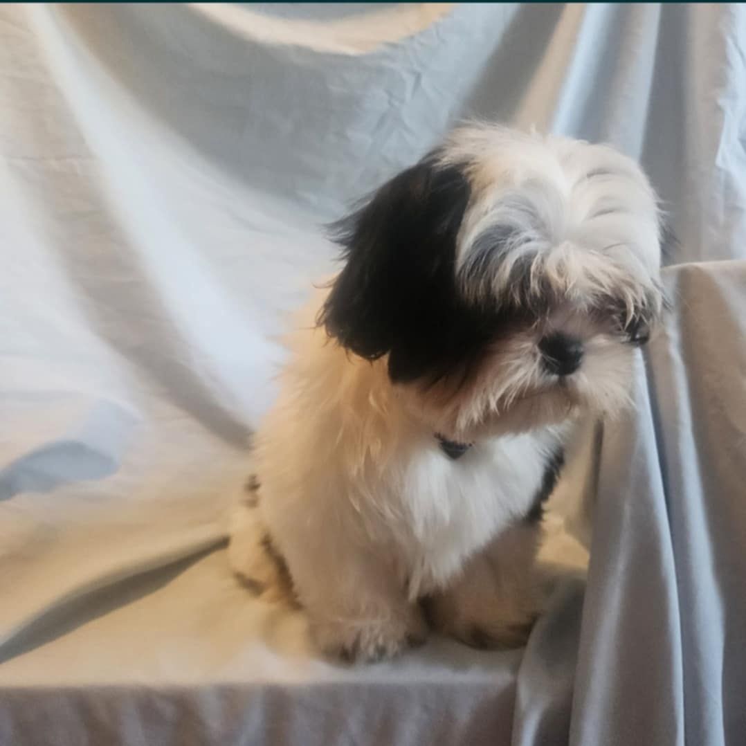Szczeniak shiz-tzu