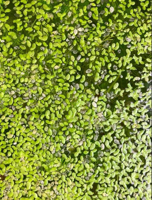 Lentilha-d'água ( Planta de superfície aquário )