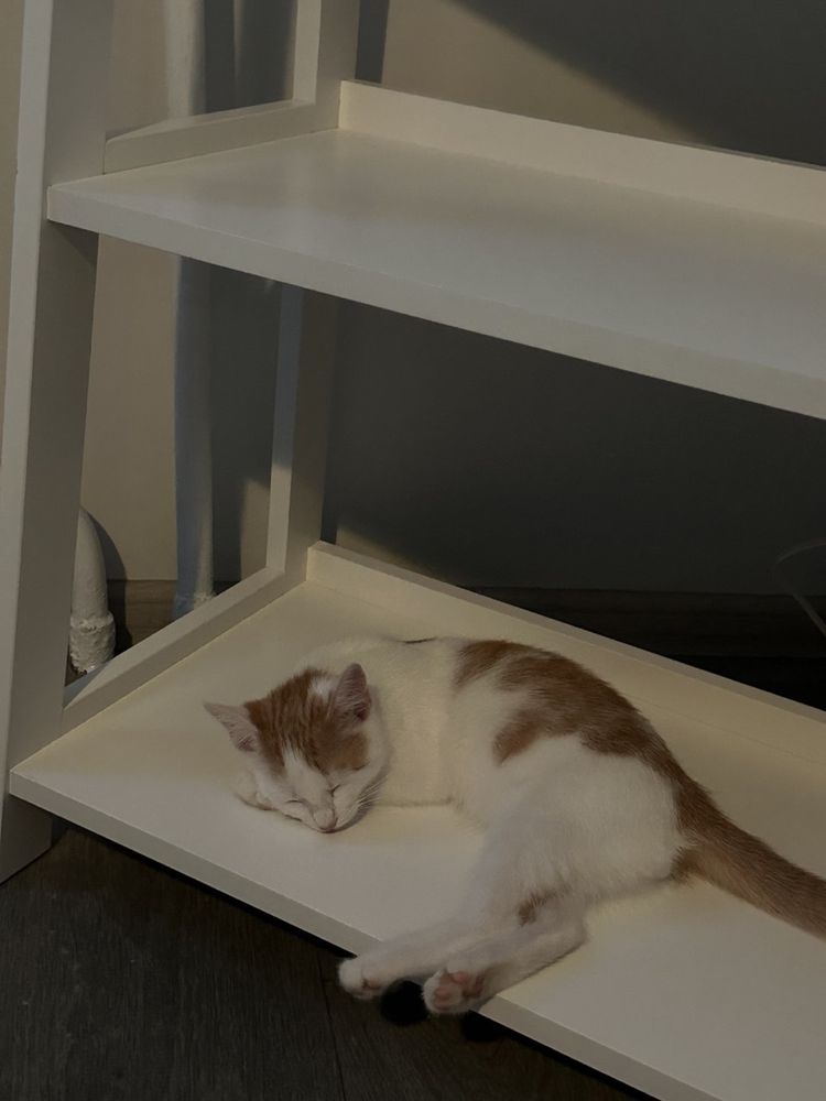Котик шукає родину
