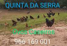Ovos caseiros deliciosos
