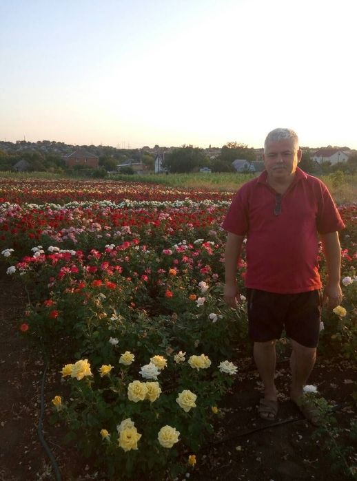 Двухрічні саджанці троянд /Саженцы роз