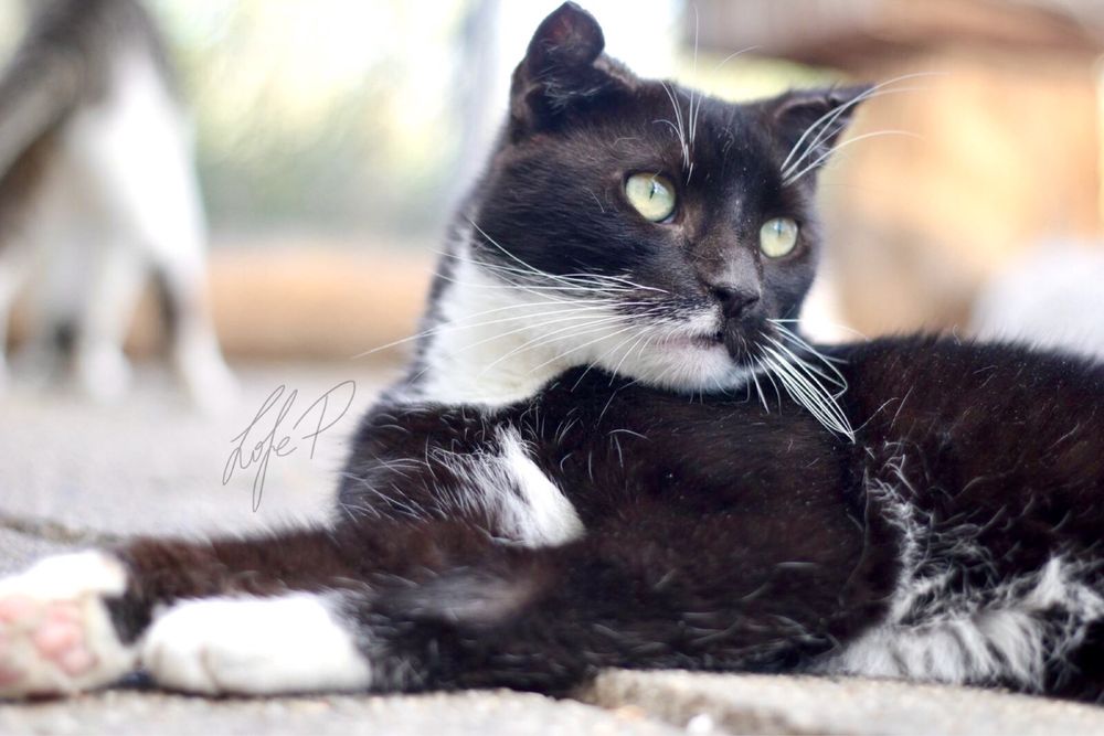 Piękna, kochana i spokojna Czarna czeka na dom!