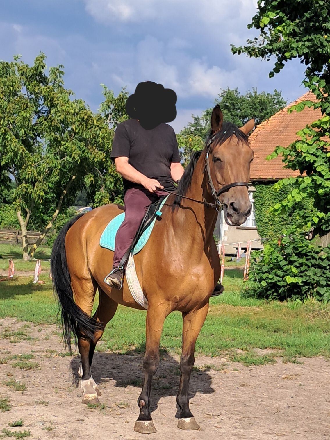 Wałach do jazdy dla dzieci