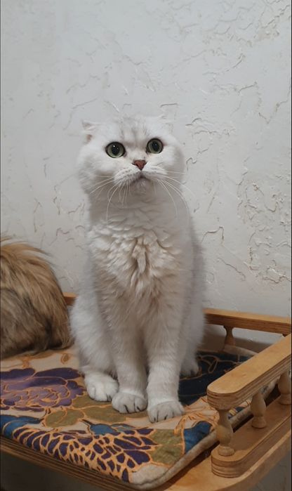 Серебристая вислоухая  шиншилла  фолд
