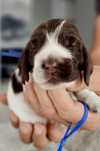 Cudny Cocker spaniel, rezerwacja